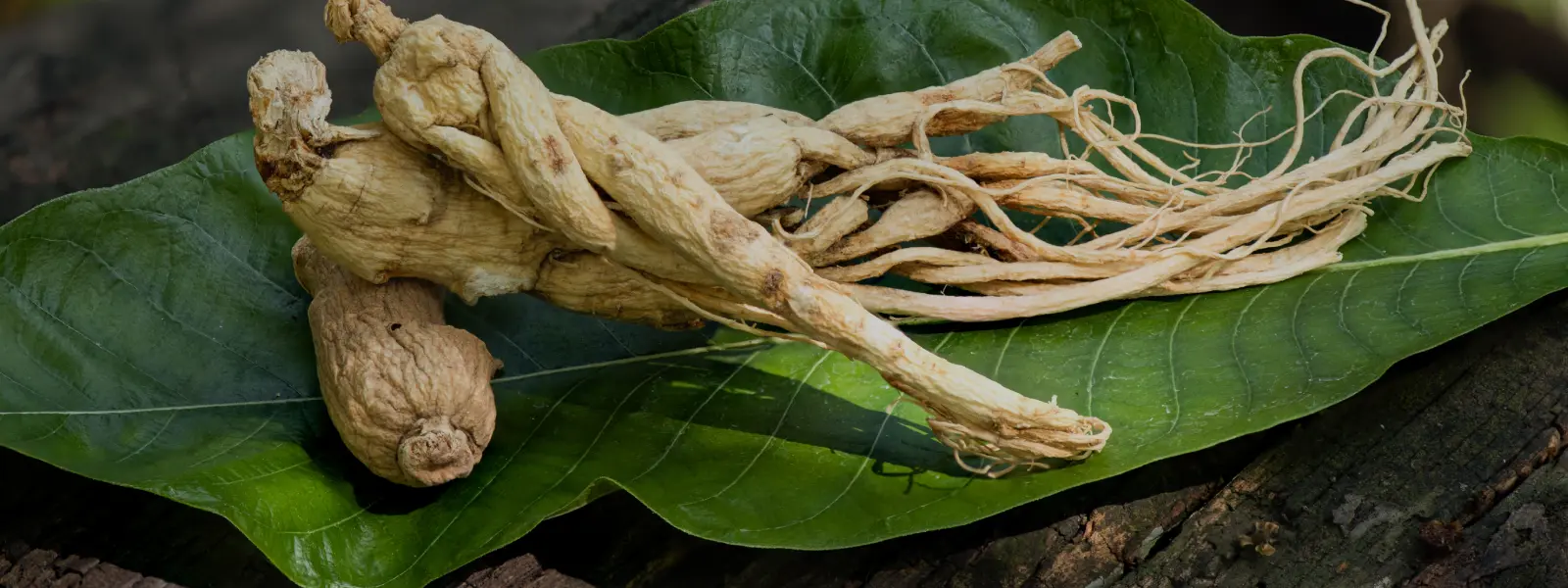 Ginseng Nasıl Kullanılır?